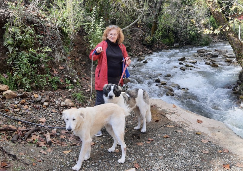 Muğla'da vahşet! Gezdirmeye çıkardığı köpeği silahla vurularak öldürüldü - Resim: 2