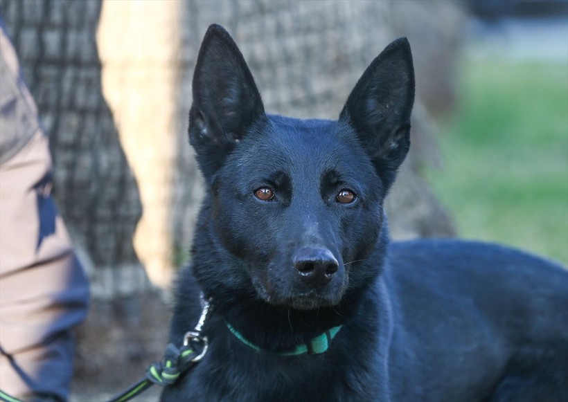 Depremin vurduğu illerdeki enkazlarda arama kurtarma köpekleri birçok kişinin hayatını kurtardı - Resim: 9