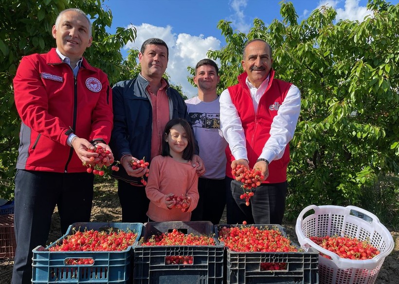 Manisa'da sezonun ilk kirazı çıktı! Erkenci kiraz açık artırmayla satıldı - Resim: 14