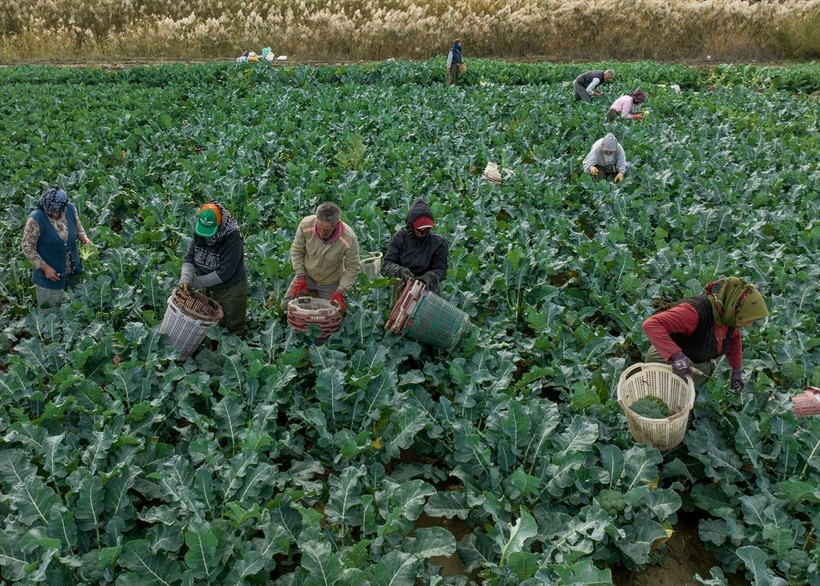 İzmir'de etkili olan yağmurlar çiftçinin yüzünü güldürdü - Resim: 15
