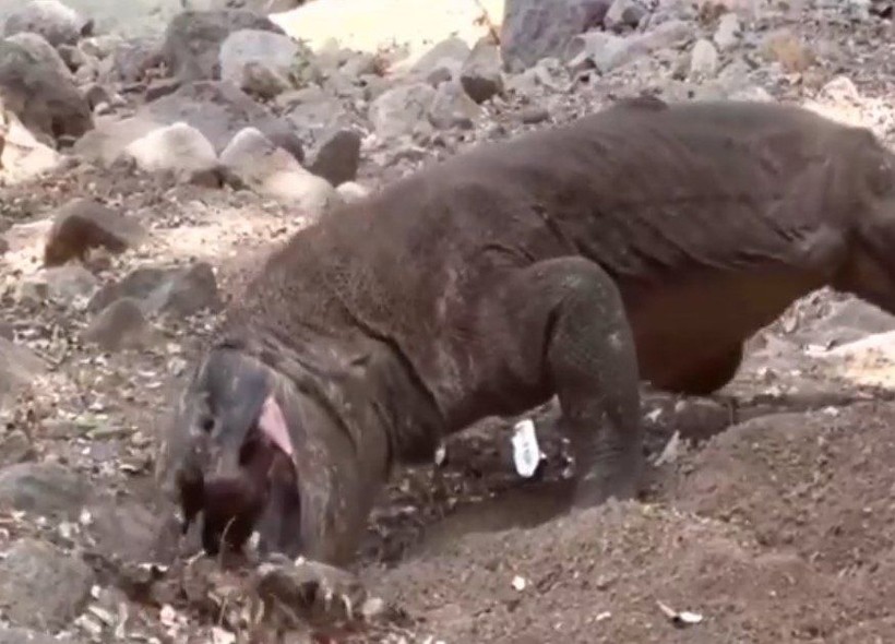 Yaşayan dinozor avını tek hamlede yuttu! Görenleri dehşete düşüren anlar | Vahşi doğada daha önce böylesi görülmedi - Resim: 30