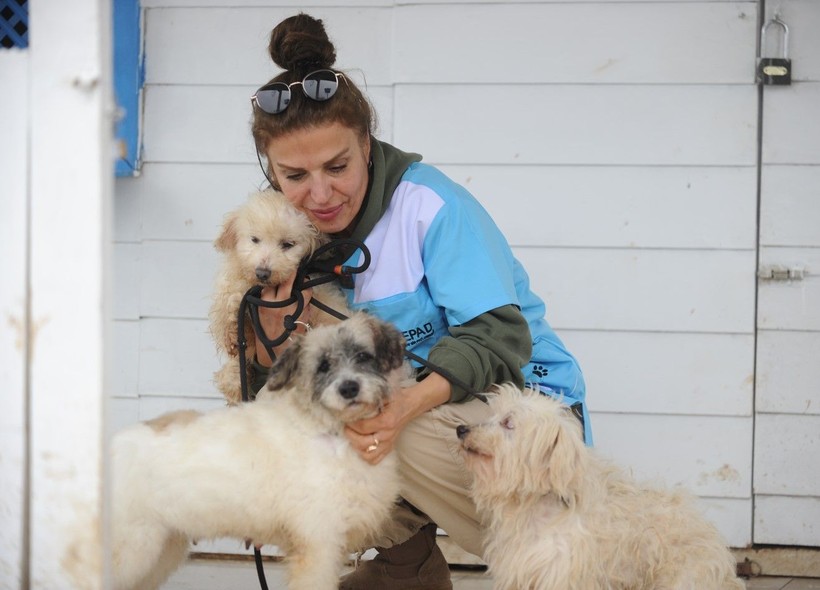 Kör ettiler, dişlerini söktüler! Merdiven altı köpek üretimine baskın - Resim: 14