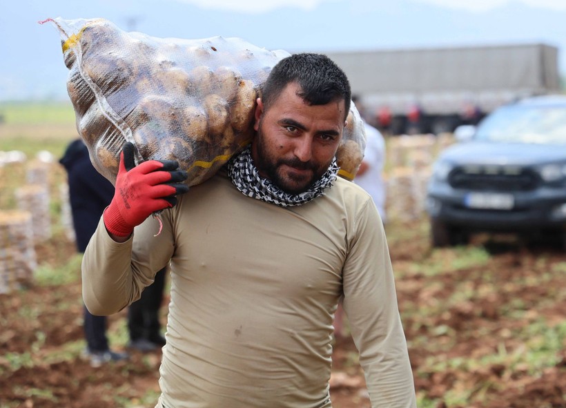 Adana'da günlük 250-300 ton patates yükleyen işçiler 2 bin 500 kazanıyorlara - Resim: 3