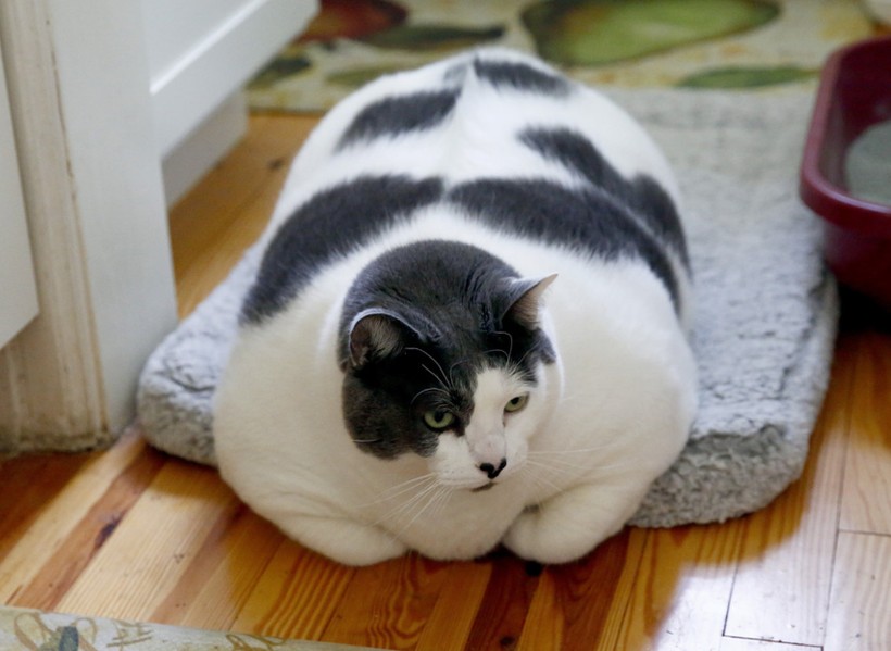 6 yaşındaki 18 kilogram ağırlığında olan Patches isimli kedi, sosyal medyada viral oldu - Resim: 1