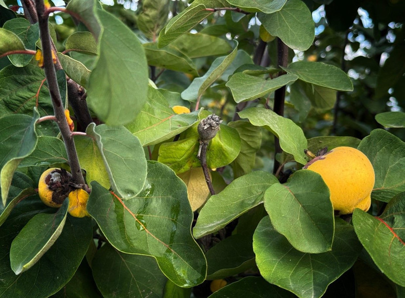 Ayvayı don vurdu! Tezgahtaki fiyatı 150 lirayı gördü - Resim: 1