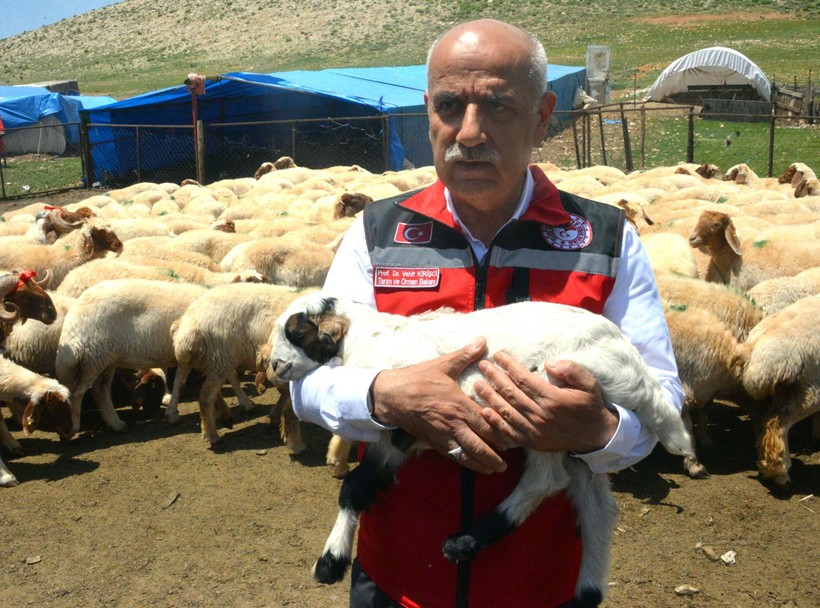 Depremde ölen 43 bin 618 küçükbaş hayvanın dağıtımı Kahramanmaraş'ta başladı - Resim: 5