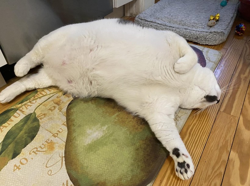 6 yaşındaki 18 kilogram ağırlığında olan Patches isimli kedi, sosyal medyada viral oldu - Resim: 14