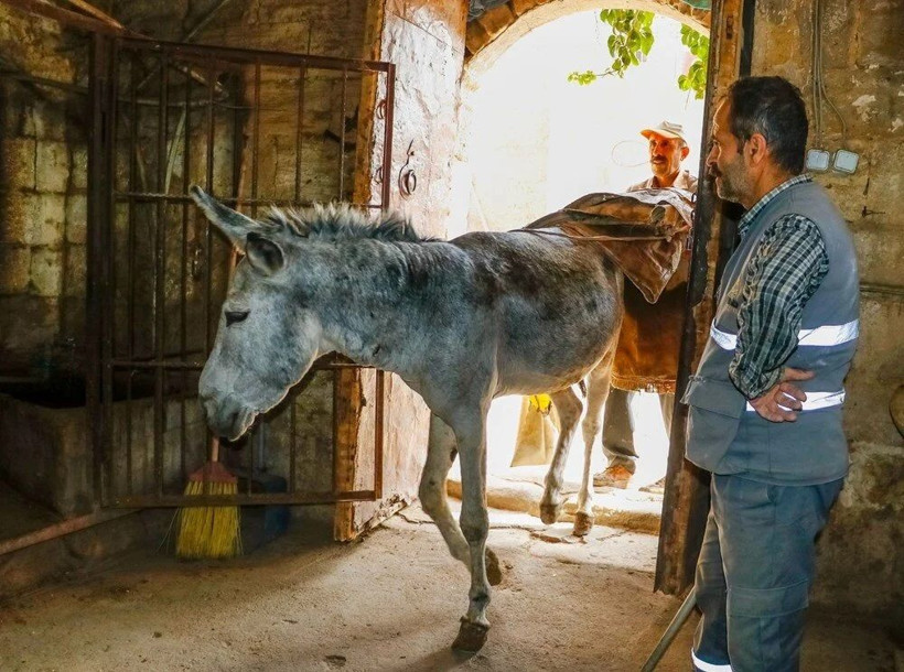 Mardin’de çöp taşıyan kadrolu eşekler emekli oluyor! Artık yerlerine elektrikli paletli araçlar gelecek - Resim: 10