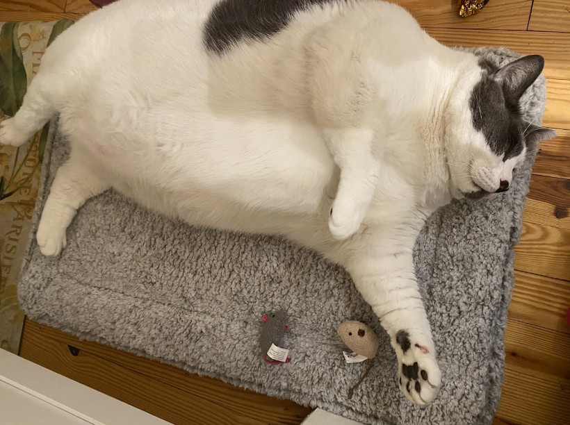 6 yaşındaki 18 kilogram ağırlığında olan Patches isimli kedi, sosyal medyada viral oldu - Resim: 13