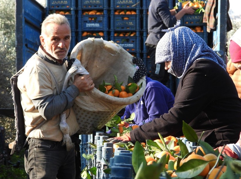 Hatay'da mandalinanın fiyatı 2 liraya kadar düştü! Hatay Valisi Mustafa Masatlı harekete geçti - Resim: 6