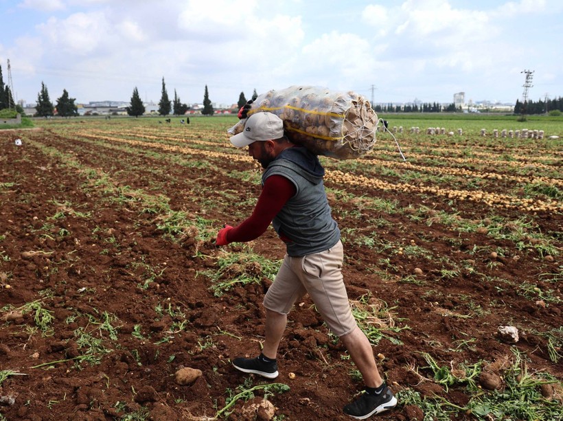 Adana'da günlük 250-300 ton patates yükleyen işçiler 2 bin 500 kazanıyorlara - Resim: 5