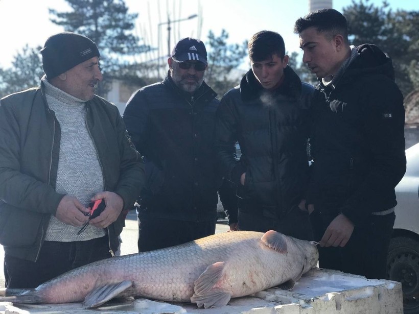 Erzincan'da yakalanan dev balık büyük ilgi gördü! 1.5 metre uzunluğundaki balık satışa çıkarıldı - Resim: 2