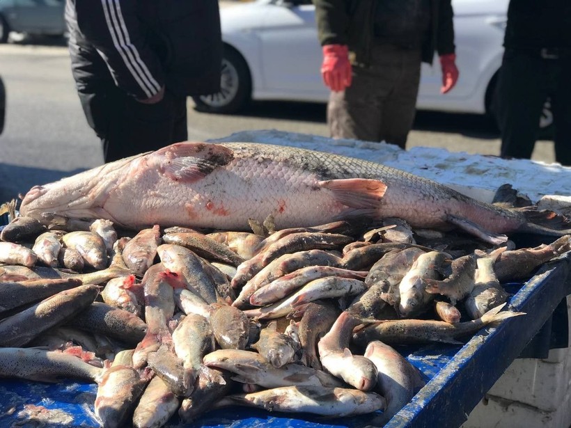 Erzincan'da yakalanan dev balık büyük ilgi gördü! 1.5 metre uzunluğundaki balık satışa çıkarıldı - Resim: 3
