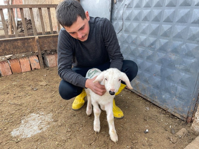 Çankırı'da küçükbaş hayvan yetiştiriciliği yapan Enes Cambaz, kuzusunun 'anne' dediği fark etti, Boncuk isimli kuzu sosyal medyada viral oldu - Resim: 3