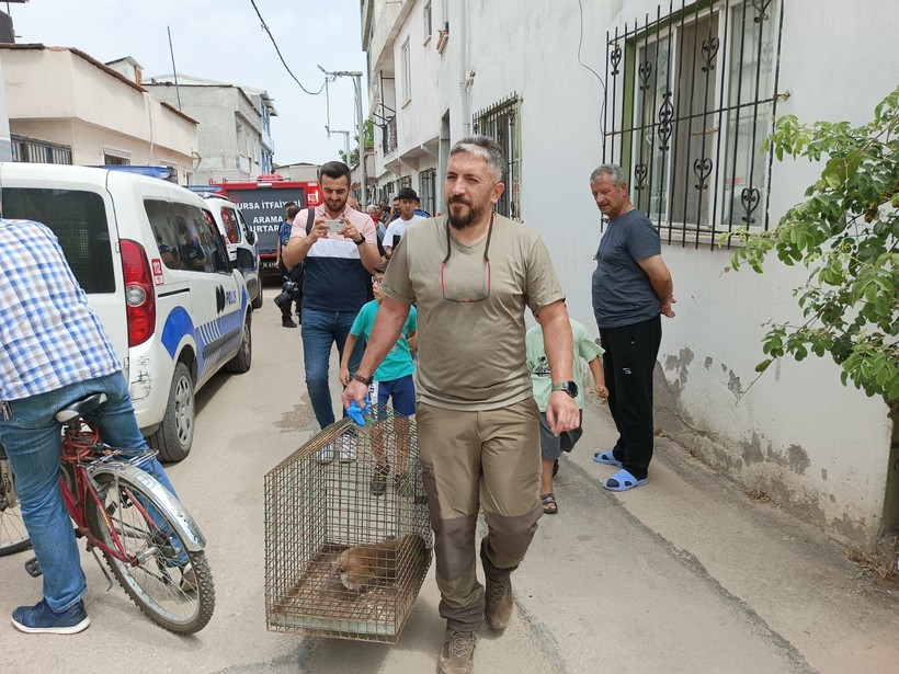 "Şakir" Bursa'yı karıştırdı! 5 gündür evlere giren makak maymunu yakalandı - Resim: 11