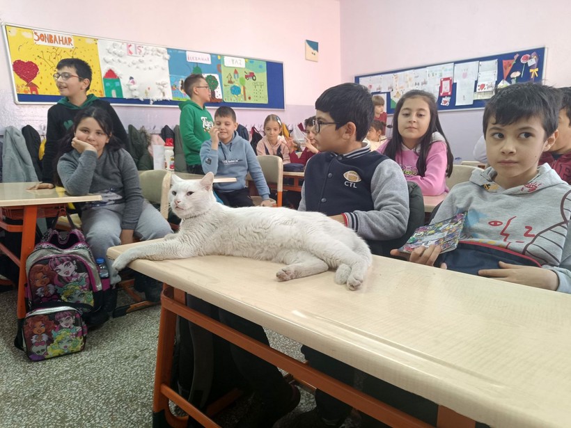 Okullu kedi Çakıl 6 yıldır öğrencilerle birlikte derslere giriyor - Resim: 6