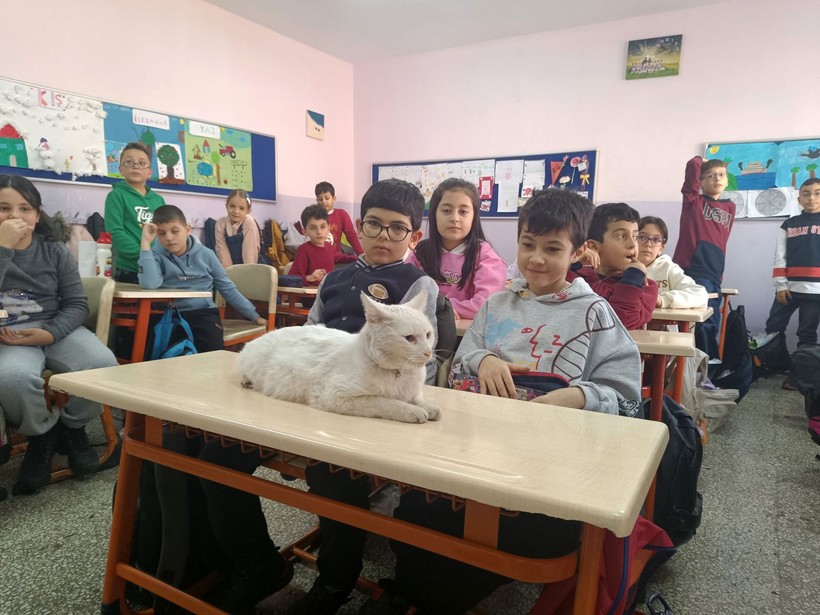 Okullu kedi Çakıl 6 yıldır öğrencilerle birlikte derslere giriyor - Resim: 5