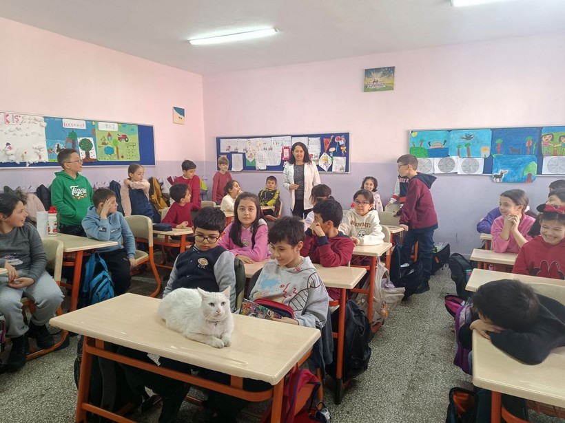 Okullu kedi Çakıl 6 yıldır öğrencilerle birlikte derslere giriyor - Resim: 2