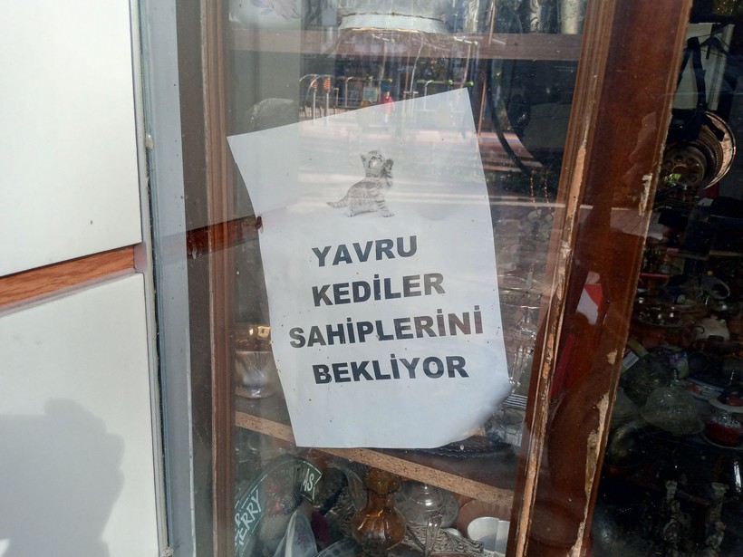 Sokakta üşüyen tüm kediler onun dükkanına sığınıyor - Resim: 4