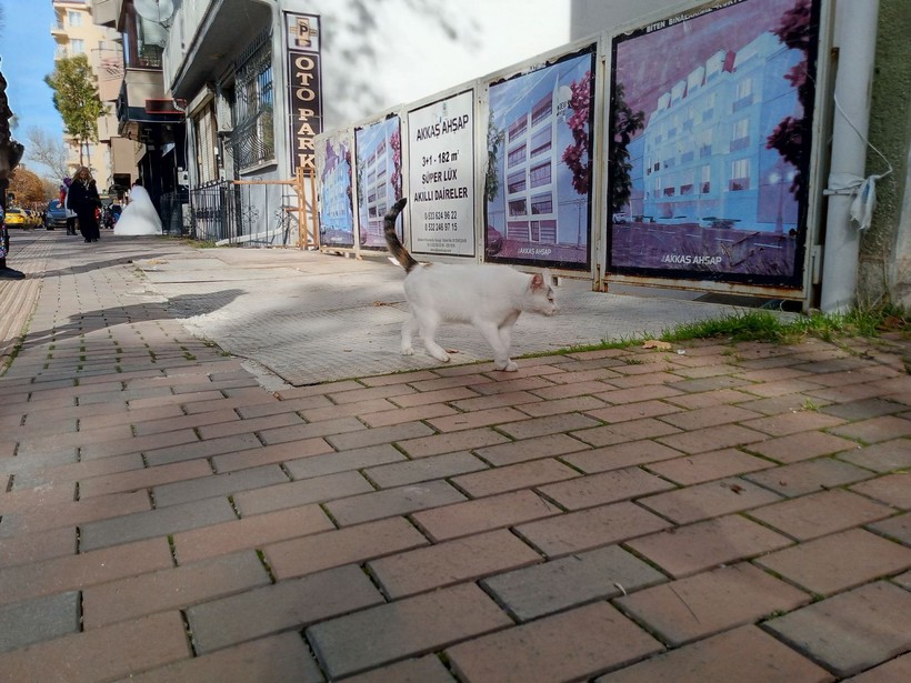 Sokakta üşüyen tüm kediler onun dükkanına sığınıyor - Resim: 2