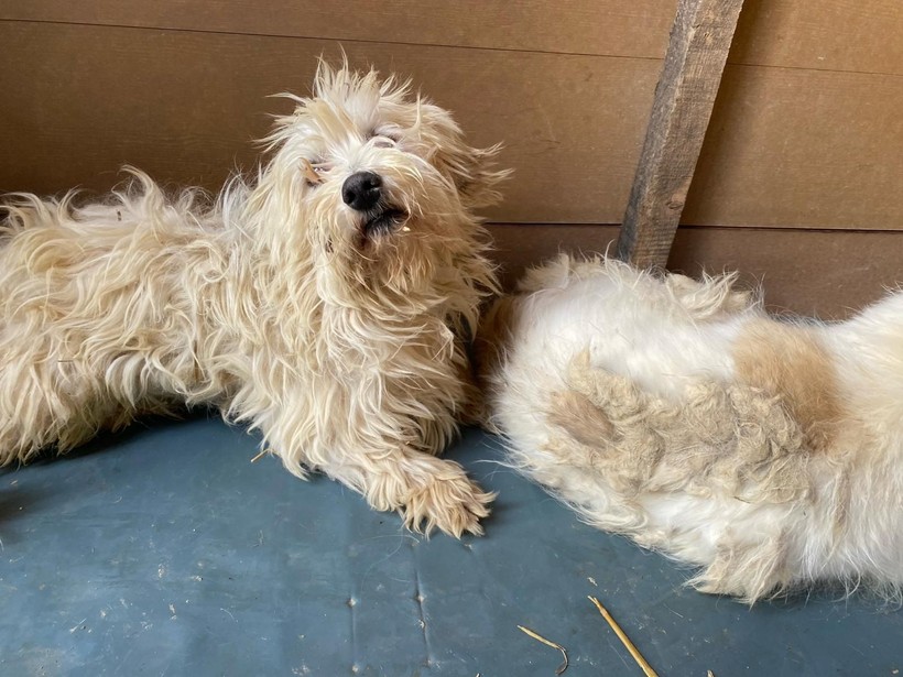 Kör ettiler, dişlerini söktüler! Merdiven altı köpek üretimine baskın - Resim: 1