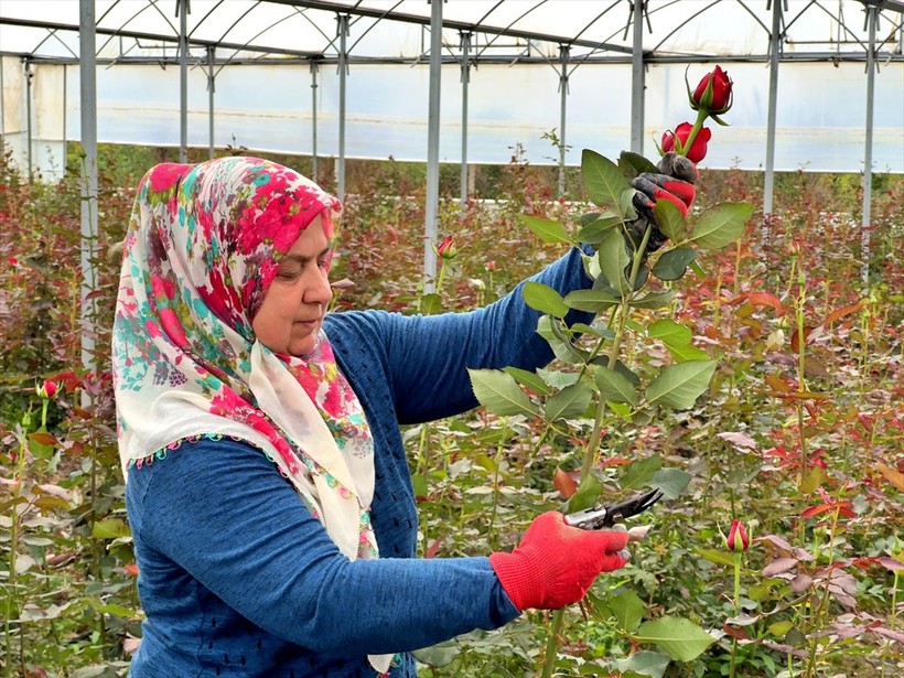 Köylü kadınlar, kurdukları gül serasını 4 yılda 4 kat büyüttü - Resim: 3