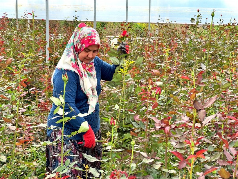 Köylü kadınlar, kurdukları gül serasını 4 yılda 4 kat büyüttü - Resim: 6