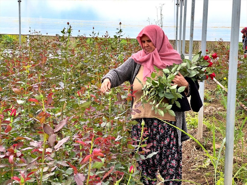 Köylü kadınlar, kurdukları gül serasını 4 yılda 4 kat büyüttü - Resim: 7
