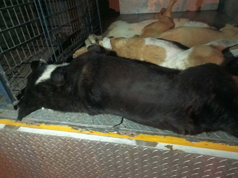 İzmir'de 6 köpeği tarım ilacıyla zehirleyip öldüren şüpheliyi bulana 70 bin TL ödül - Resim : 2