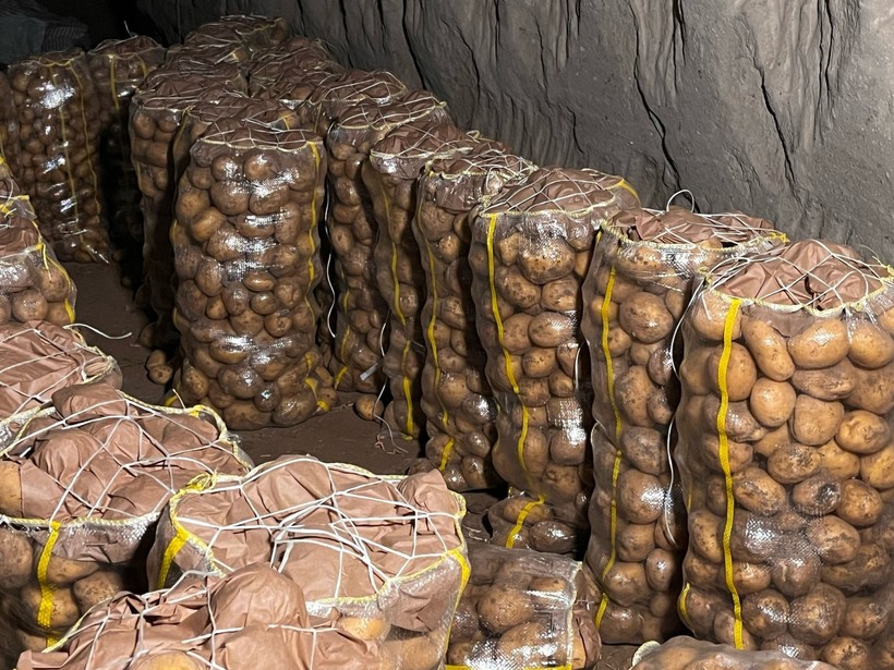 Yurt dışından gelen 2 bin tondan fazla patates virüslü çıktı - Resim : 1