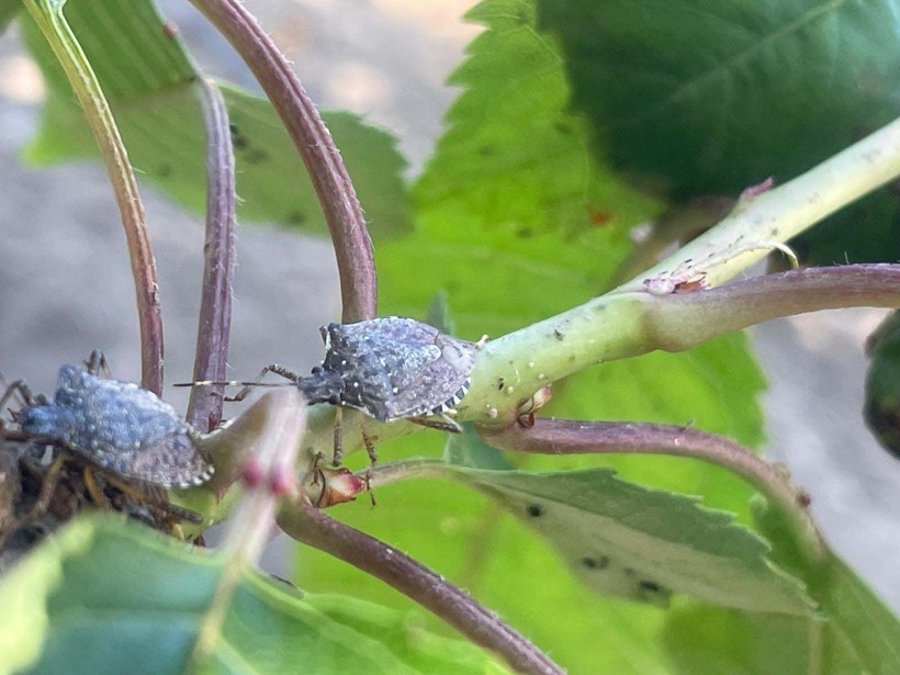 Bursa'da kahverengi kokarca çiftçinin kabusu oldu! Dut, erik ve kirazlarda zarar büyük🍒 - Resim: 5