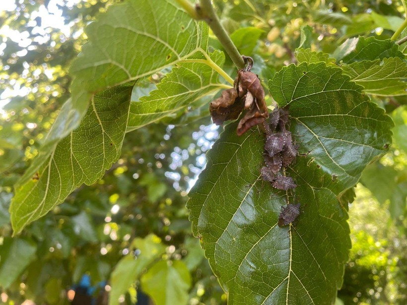 Bursa'da kahverengi kokarca çiftçinin kabusu oldu! Dut, erik ve kirazlarda zarar büyük🍒 - Resim: 3