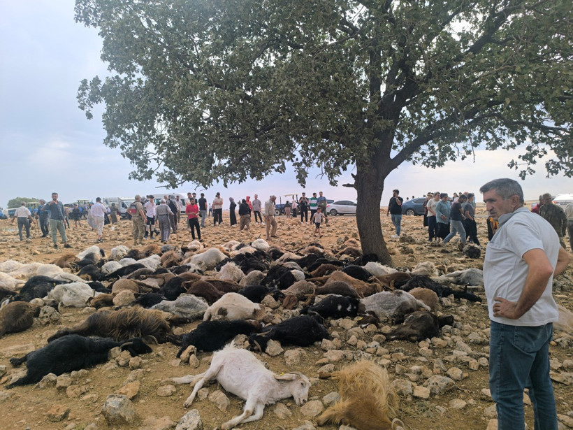 Yıldırım isabet eden 99 küçükbaş öldü - Resim : 1