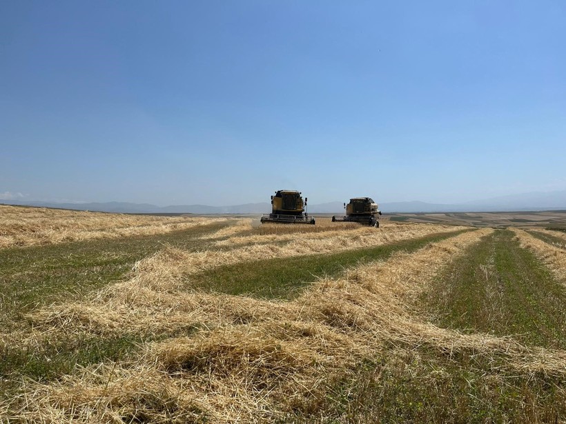 Kars'ta Ata tohumu arpa ile bereket fışkırdı - Resim: 1