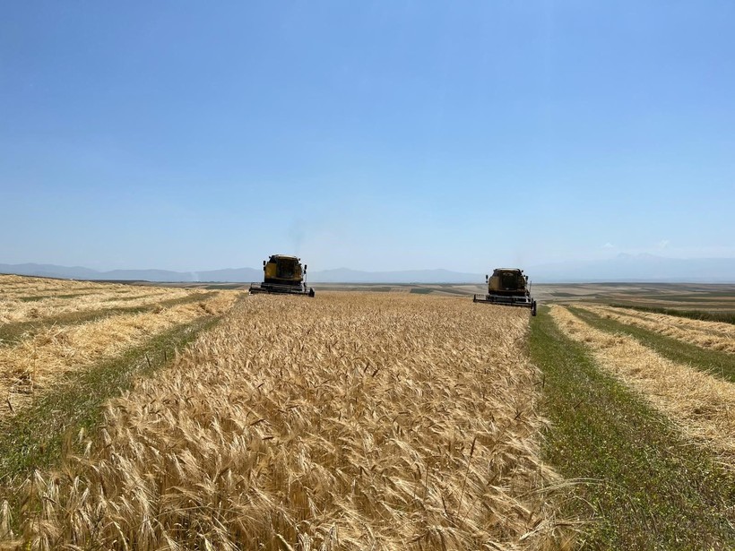 Kars'ta Ata tohumu arpa ile bereket fışkırdı - Resim: 6