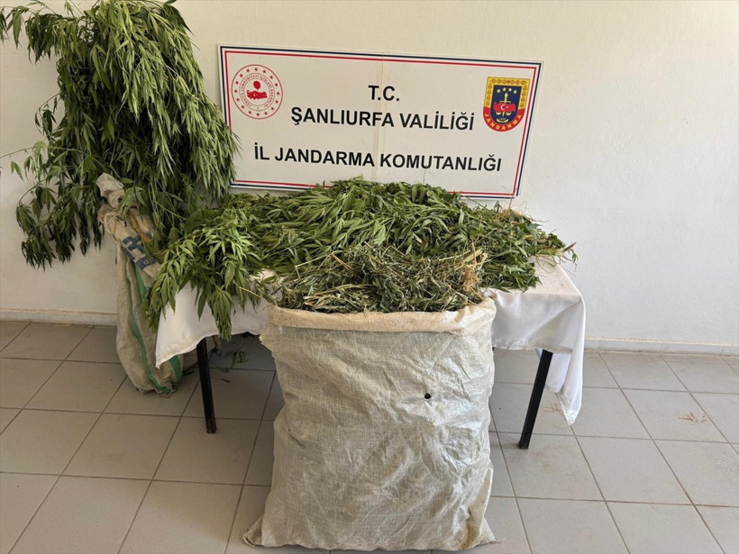 Şanlıurfa'nın Birecik ilçesinde 2 kilo 525 gram esrar ile 555 kök Hint keneviri ele geçirildi, 3...