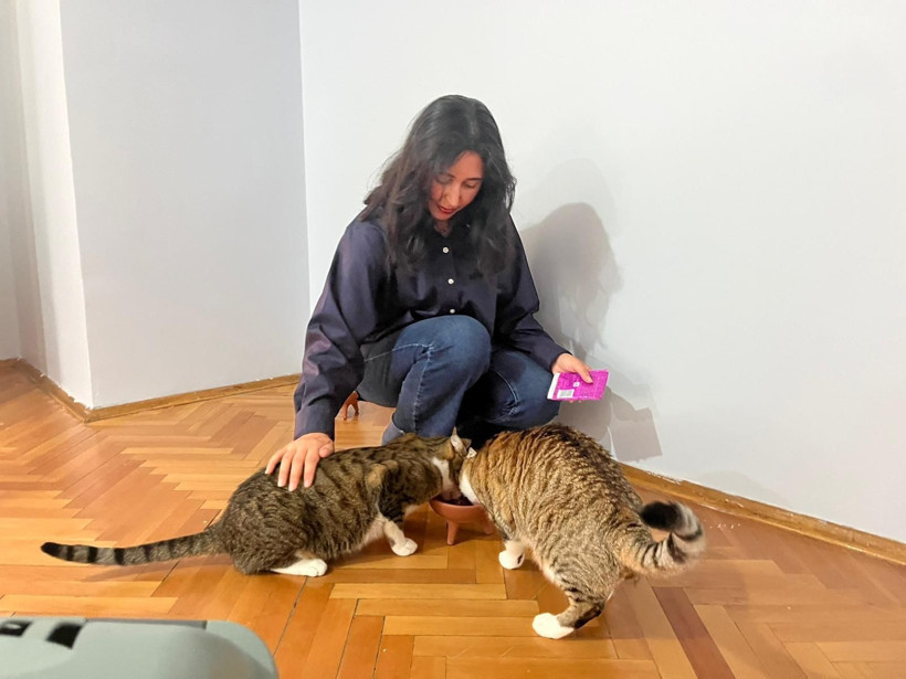 Tunus dönüşü uçakta kaybolan kedi için suç duyurusu - Resim: 5