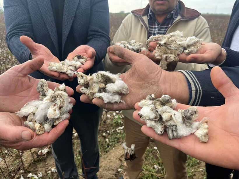 Aydın'da yağan ceviz büyüklüğündeki dolu pamuk tarlalarını talan etti - Resim: 6