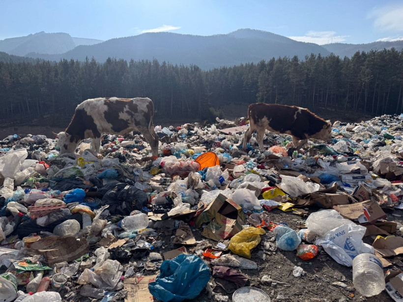 Ardahan'da tedirgin eden görüntü! Büyükbaş hayvanlar çöplükten beslenirken görüldü - Resim: 5