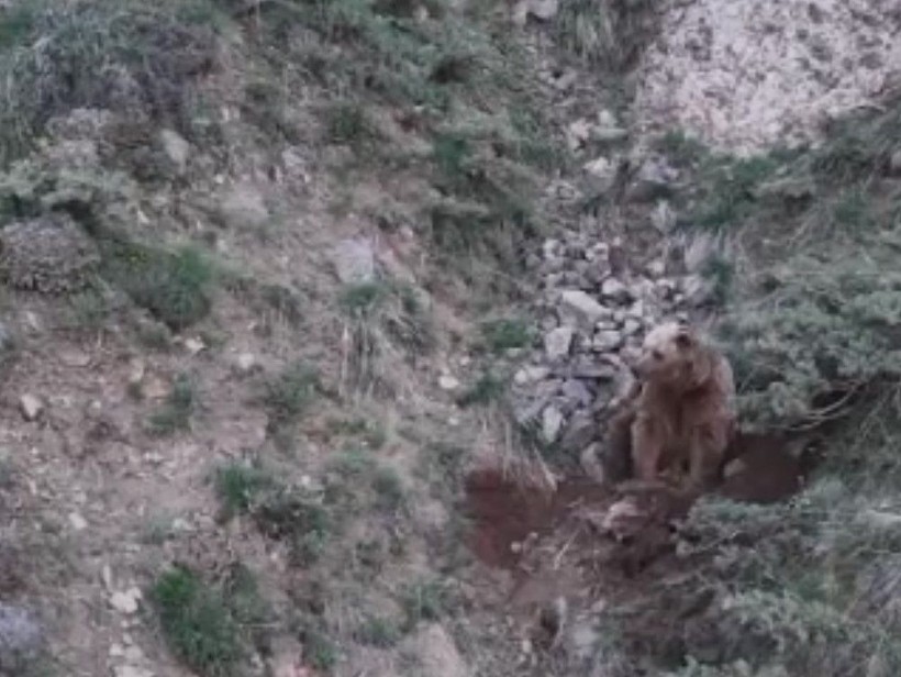 Katil boz ayı kamerada! Leşlerini böyle gömdü🐻 - Resim: 6