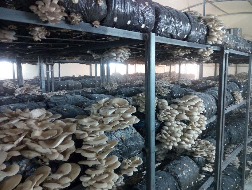 5 çadırla başladı 600 metrekareye çıkardı! Ispartalı genç girişimci Mehmet Akif Akıncı'nın yıllık kazancı 1 milyonu aştı - Resim: 13