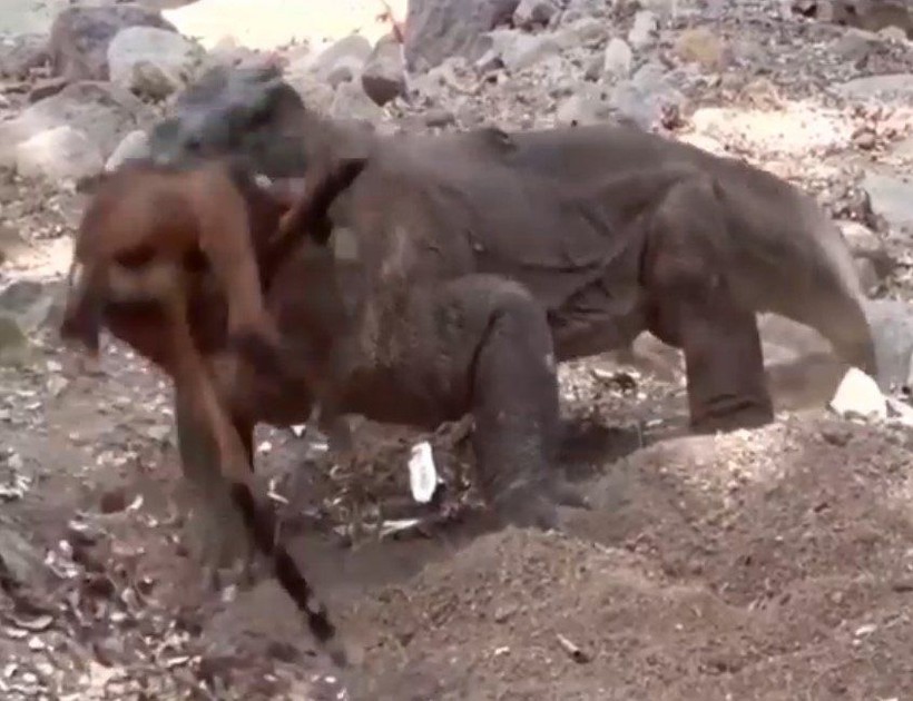 Yaşayan dinozor avını tek hamlede yuttu! Görenleri dehşete düşüren anlar | Vahşi doğada daha önce böylesi görülmedi - Resim: 24