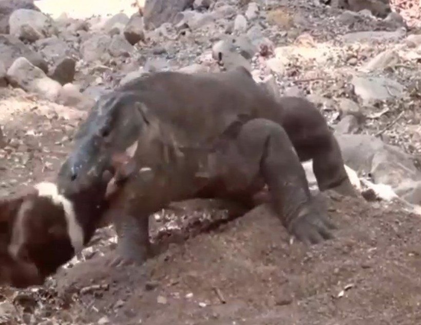 Yaşayan dinozor avını tek hamlede yuttu! Görenleri dehşete düşüren anlar | Vahşi doğada daha önce böylesi görülmedi - Resim: 18