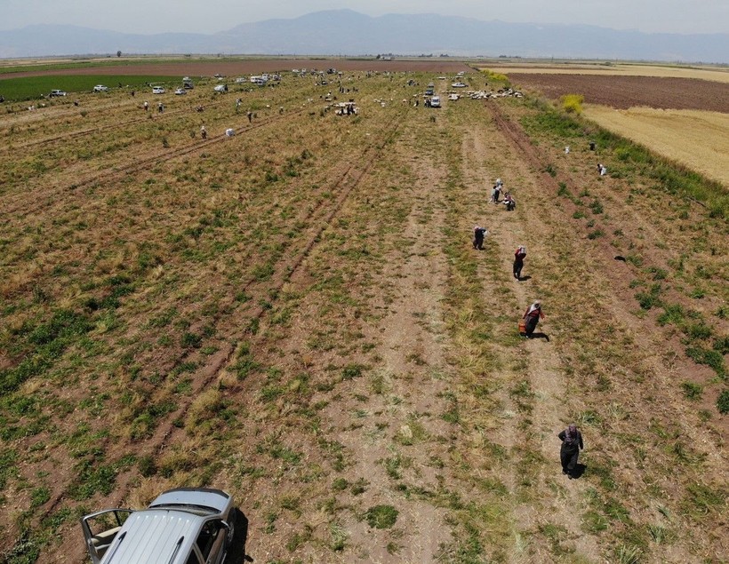 Hatay'da 80 dönümlük tarlasından istediği verimi alamayan çiftçi bedavaya dağıttı - Resim: 2