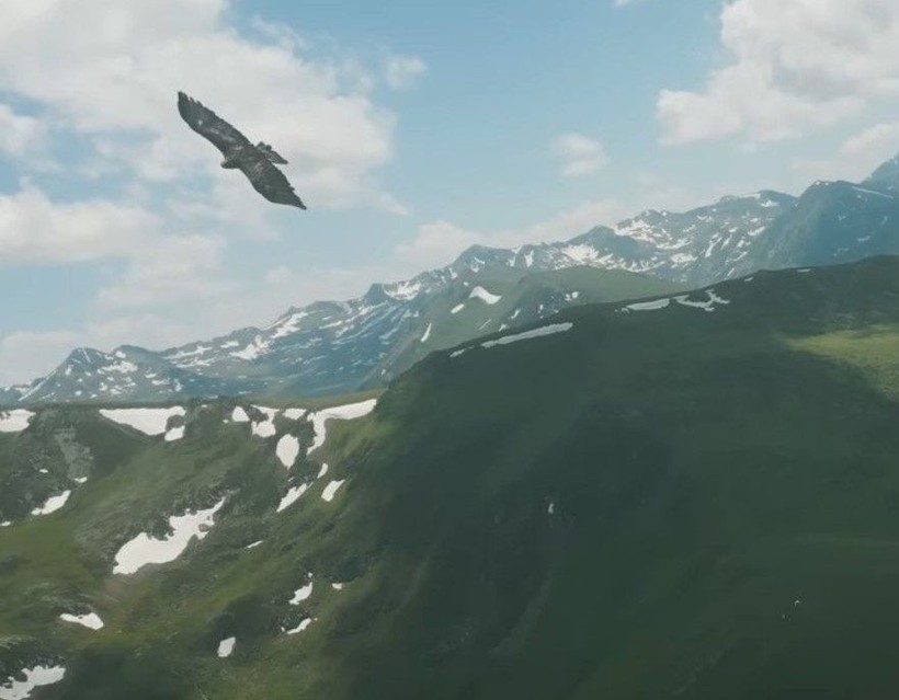 Doğan kuşunun drone avı! Daha önce böylesi görülmedi - Resim: 10