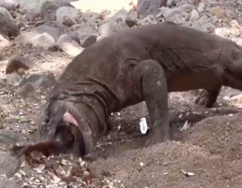 Yaşayan dinozor avını tek hamlede yuttu! Görenleri dehşete düşüren anlar | Vahşi doğada daha önce böylesi görülmedi - Resim: 29