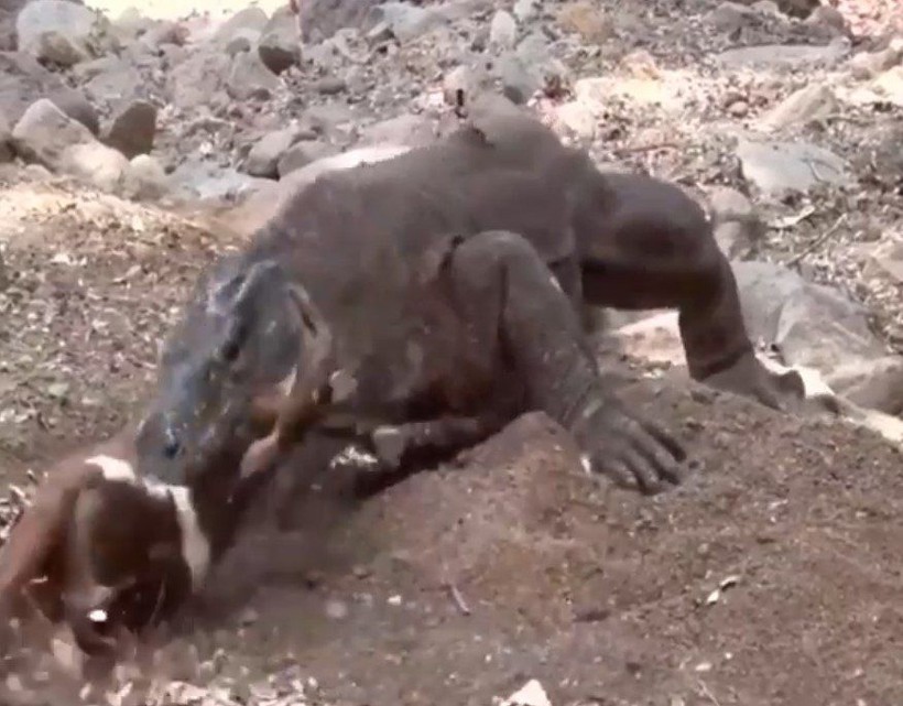 Yaşayan dinozor avını tek hamlede yuttu! Görenleri dehşete düşüren anlar | Vahşi doğada daha önce böylesi görülmedi - Resim: 20