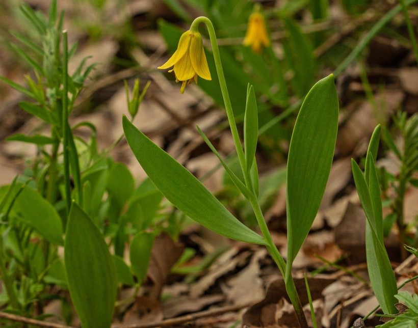 Türkiye’de yetişen 53’üncü ters lale türüne, keşfeden öğretmenin soyadı verildi; ‘Fritillaria Yalcinii’ - Resim: 7