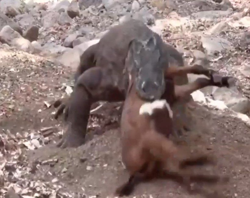 Yaşayan dinozor avını tek hamlede yuttu! Görenleri dehşete düşüren anlar | Vahşi doğada daha önce böylesi görülmedi - Resim: 16