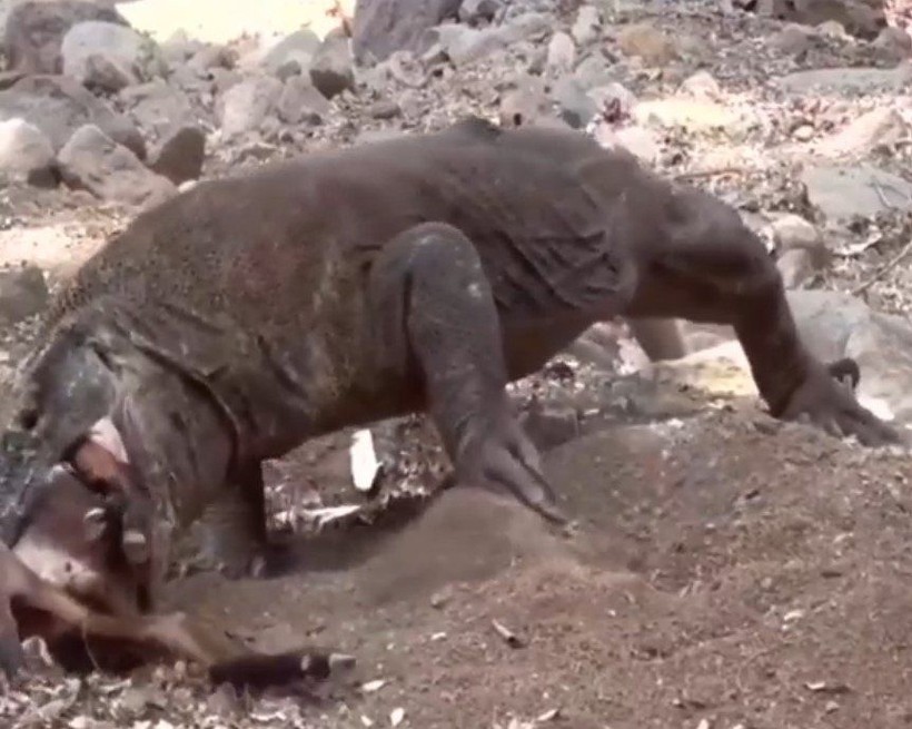 Yaşayan dinozor avını tek hamlede yuttu! Görenleri dehşete düşüren anlar | Vahşi doğada daha önce böylesi görülmedi - Resim: 23